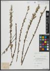 Foto von Salix viminalis L.